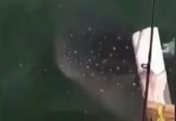 Video Hiu Tutul di Pantai Tangerang Terekam Ponsel Warga, Wisatawan Dilarang Berenang