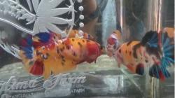 Terinspirasi Anak, Warga Medan Ini Budidaya Cupang hingga Tembus Pasar Luar Negeri