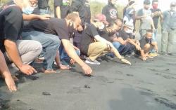 Wisatawan Sepi selama Pandemi Covid-19, Banyak Penyu Bertelur di Pantai Gua Cemara