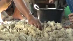 Video Mahasiswi di Tulungagung Budidaya Jamur Janggel