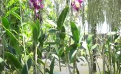 Melihat Indahnya Taman Bunga Anggrek di Bali