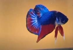 Video Salon Ikan Cupang di Bogor