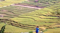 Melepas Penat dengan Berwisata ke Persawahan Ciboer Pass di Kaki Gunung Ceremai