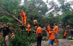 Putussibau Gelap Gulita akibat Tiang Listrik Roboh Diterjang Angin Kencang