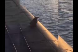 Video Viral, Beruang Ditembak Mati Militer Rusia di Kapal Selam Nuklir<