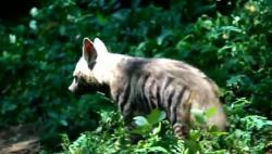 Bayi Hyena Lahir di Gianyar Bali Diberi Nama Mooi