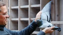 Rekor, Merpati Balap Lelangan di Belgia Laku Rp26 Miliar<