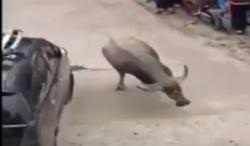 Video Amatir Kerbau Mengamuk saat Acara Kematian di Mamasa, Sulbar