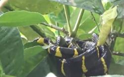 Teror Sepasang Ular Berbisa di Pohon Jeruk Resahkan Warga Padang Lawas Utara