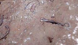 Ngeri, Tengkorak dan Tulang Manusia Berserakan di Jalanan Rusia