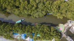 Hutan Mangrove Sungai Jingkem, Destinasi Wisata Tersembunyi di Bekasi