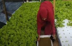 Video Atap Rumah Disulap Jadi Kebun Sayur di Aceh