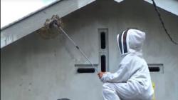 Sengat Rekan Penghuni Kos, Sarang Tawon Vespa di Palangka Raya Dievakuasi Petugas Damkar