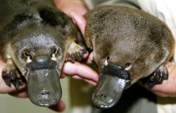 Ilmuwan Australia: Platipus Bisa Punah gara-gara Ini