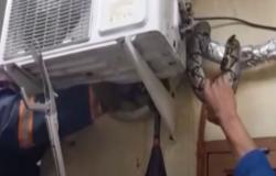 Video Ular Phyton Sepanjang 3 Meter Hebohkan Warga Medan
