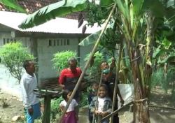Pohon Pisang di Grobogan Bertandan 5 dan Bercabang 2, Pemilik Sempat Mimpi Basah