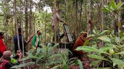 BKSDA Kalteng Selamatkan 3 Orangutan di Kebun Karet, 1 di Antaranya Luka Bacok<
