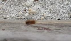 Ulat Bulu Serang Permukiman Warga di Pondok Kelapa