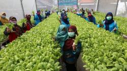 Hari Guru Nasional, Tenaga Pengajar Surabaya Ajak Budi Daya Sayur Hidroponik