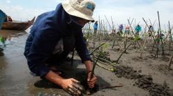 Hari Pohon Sedunia, Relawan Tanam Mangrove dan Bersih-Bersih Pantai Tirang Tapak
