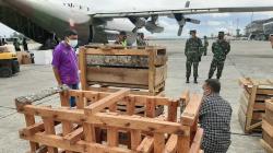 Panglima TNI Terbangkan 59 Ekor Babi Hutan untuk Upacara Adat Bakar Batu di Papua