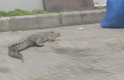 Video Viral Buaya Berkeliaran di Parkiran Mal Kota Palu