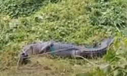 Video Evakuasi Buaya Besar di Sulteng