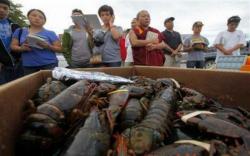 Tancap Gas! KKP Kebut Aturan Pemanfaatan Benih Lobster