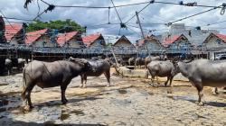Pasar Hewan Bolu Toraja Utara, Pesona Pasar Kerbau Terbesar di Dunia