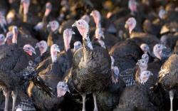 Gelombang Dua Covid-19 Belum Reda, Muncul Virus Flu Burung H5N8 di Inggris