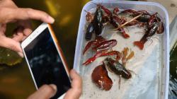 Budi Daya Lobster Air Tawar, Dijual Online Rp55.000 per Ekor