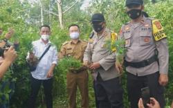 Kavling Siap Jual Ditanami Ganja, Lokasi Pinggir Jalan Raya di Pagaralam<
