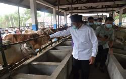 Inseminasi Buatan Berhasil, Herman Deru Optimistis Sumsel Jadi Lumbung Daging Nasional <