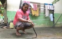 Teror Ular Sowo Kopi Resahkan Warga Gunungkidul