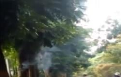 Video Viral Pohon di Bandung Mengeluarkan Kepulan Asap