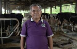  Begini Kiprah Daud Suroto Wujudkan Sentra Susu Sapi DIY
