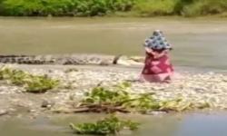 Video Viral Buaya Berkalung Ban Kembali Muncul di Palu