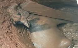 Tapir Mati Terjebak dalam Sumur Tua Viral, Netizen: Kenapa Tak Diselamatkan