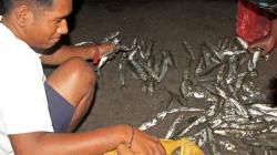 Ribuan Ikan Terdampar di Pesisir Pantai Lewoleba