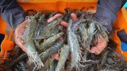 Panen Udang Vaname dari Tambak Lantamal V Surabaya