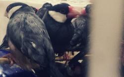 715 Burung Berkicau Ilegal asal Makassar Diselundupkan ke Surabaya 