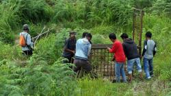 2 Harimau Sumatera Masuk Permukiman, BKSDA Sumbar Pasang Perangkap