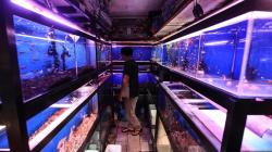 Berburu Ikan Hias di Pasar Sumenep Menteng