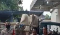 Video Warga di Gresik Aniaya Pencuri Sapi
