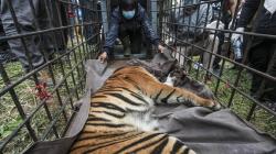 Harimau Sumatera Kena Perangkap setelah Masuk Permukiman Warga Solok