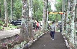Menikmati Wisata Pembibitan Pinus dan Kebun Durian di Lereng Gunung Raung Jember