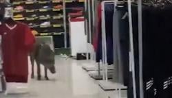 Viral Babi Liar Masuk Mal di Malaysia