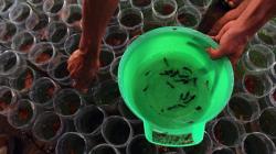 Pusat Budi Daya Ikan Cupang Serpong Mampu Jual 10.000 Ekor dalam Sebulan