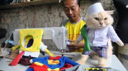Tingkah Menggemaskan Kucing Pakai Busana Santri hingga Tenaga Kesehatan
