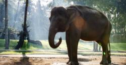 Wisata New Normal di Bali, Asyik Keliling Desa Taro Bersepeda Lihat Kumpulan Gajah